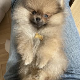 Teddy profile
