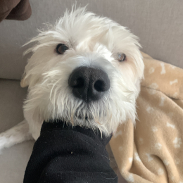 Bo profile