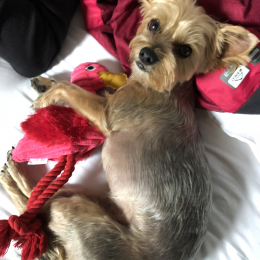 Lola profile