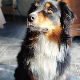 Upa profile