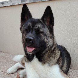 Nala profile