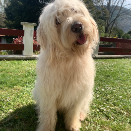 Pampi profile