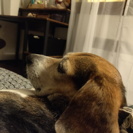 Roxy profile