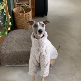 Doggo profile
