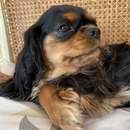 Léna profile