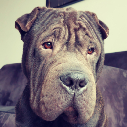 Killah profile