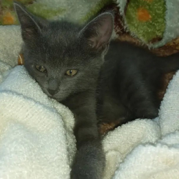 Zahra profile