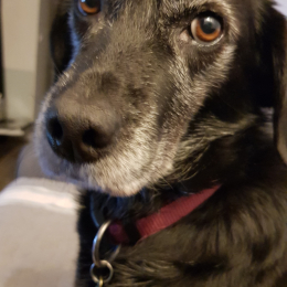 Marley profile
