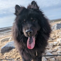 Ace profile
