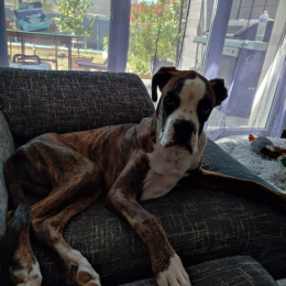 Zeus profile