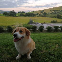 Doggo profile