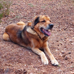 Guillaume profile