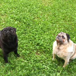 Poison et vic profile