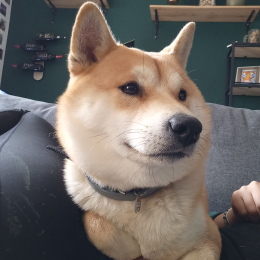 Doggo profile