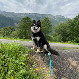 Adeline profile