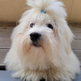 Shiro profile
