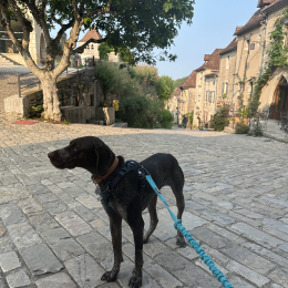 Django profile