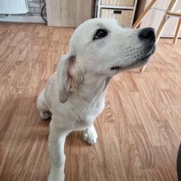 Archie profile