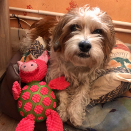 Gizmo profile