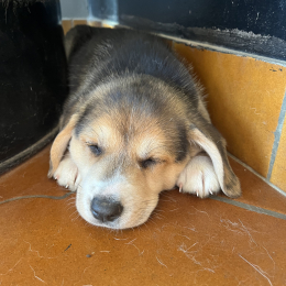 Bambou profile