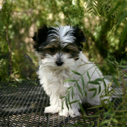 Bettina profile