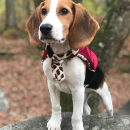 Gaspard profile
