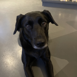 Bagheera profile