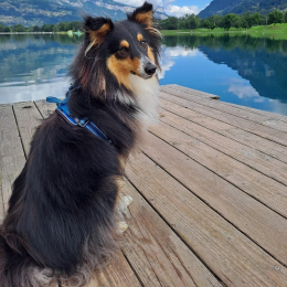 Ulke profile