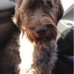 Doggo profile
