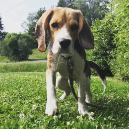 Merlin profile