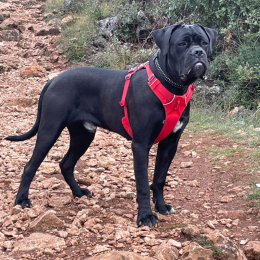 Sam profile