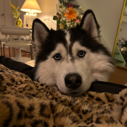 Ulva profile