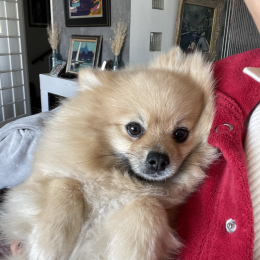 Poupsy et tornade profile