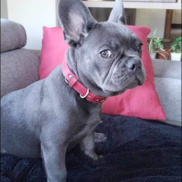 Charly profile