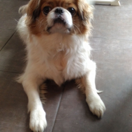 Huesito profile