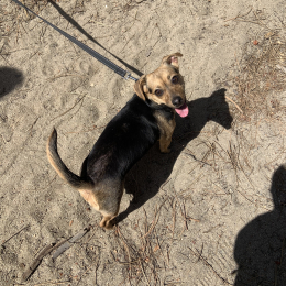 Nala profile