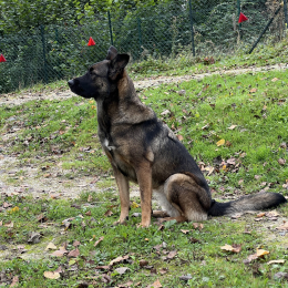 Taya profile