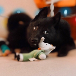 Pilou profile
