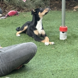 Rosie profile