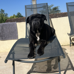 Kaya profile