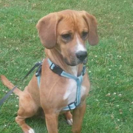Mambo profile