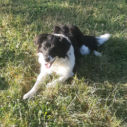 Doggo profile