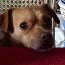 Sasa profile