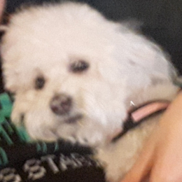 Lola profile
