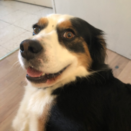 Buddy profile