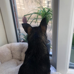 Laura profile