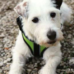 Paquita profile