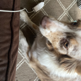 Piuma opale okiouk profile