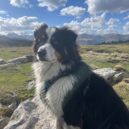 Skai profile