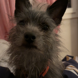 Noël profile